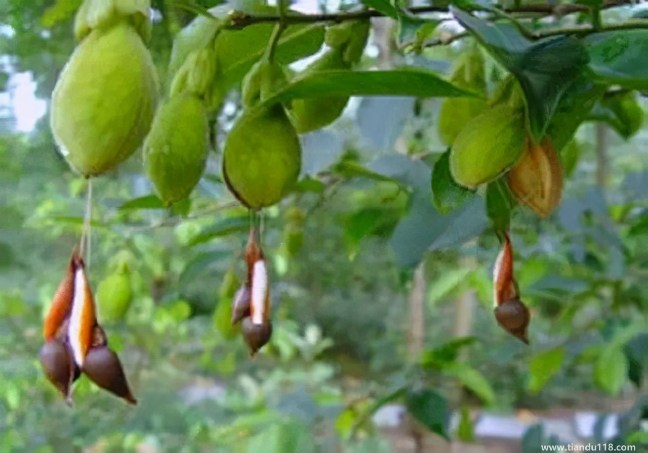 香港十大特產(chǎn)你吃過嗎？大灣網(wǎng)帶你來看看有哪些