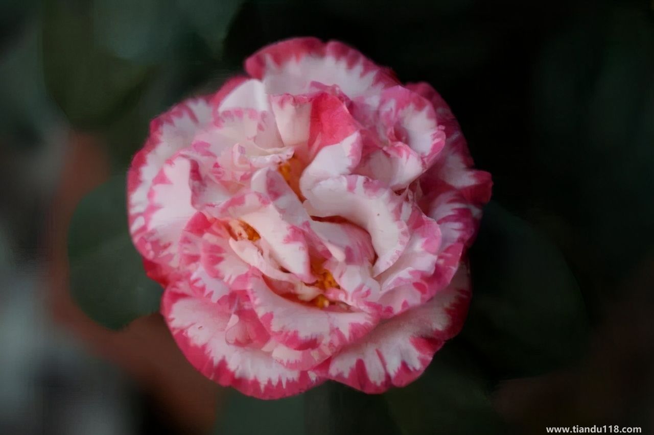 香港十大特產(chǎn)你吃過嗎？大灣網(wǎng)帶你來看看有哪些