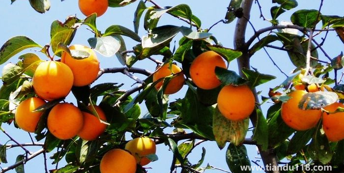 湖南邵陽這四種特產(chǎn)，遠(yuǎn)近聞名，看看你吃過哪幾種？