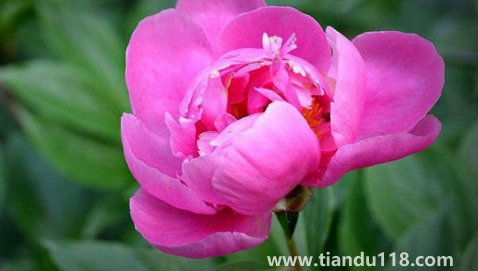 芍藥花骨朵幾天開(kāi)花3