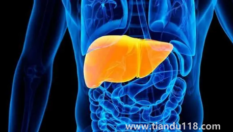肝代謝不好吃什么調(diào)理（肝代謝不好有什么癥狀）