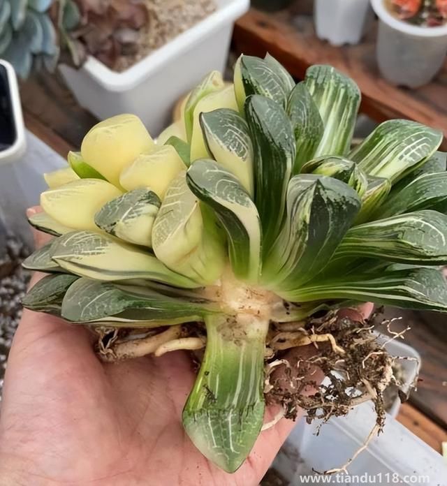 上海寶山一盆市價10萬多肉被偷（警方：已采取刑事措施）(圖3)