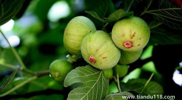 句容有哪些特產（句容特產排行榜）(圖3)