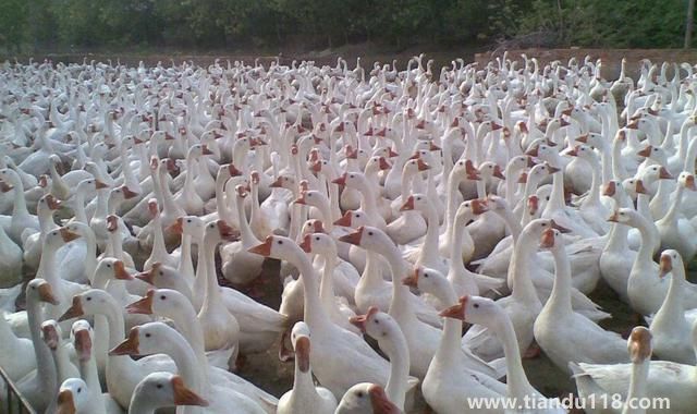 句容有哪些特產（句容特產排行榜）(圖5)