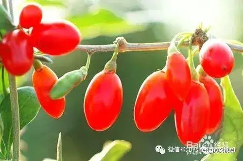 海西有哪些美食（海西十大特色美食排名榜）(圖4)