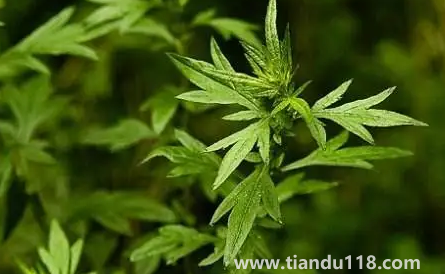 新娘床上放艾草寓意什么（新娘床上放艾草什么時(shí)候放）