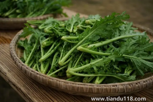 雪里蕻的功效與作用（雪里蕻的常見吃法）