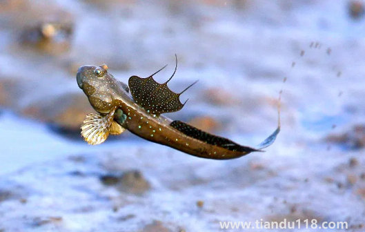 跳跳魚的功效與作用（跳跳魚的食用禁忌）