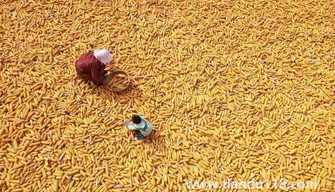 預(yù)言饑荒馬上要來(lái)了真的假的（中國(guó)是哪年鬧的饑荒）