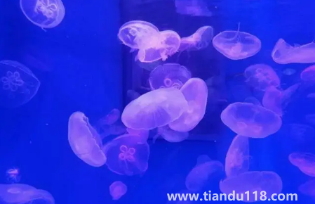 去海洋館穿藍(lán)色衣服好不好看3