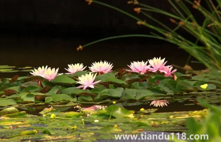 以后夏天會(huì)一年熱過(guò)一年嗎（為何近兩年溫度越來(lái)越熱）