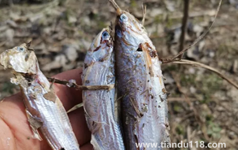 6000元一斤的長江刀魚真的存在嗎2