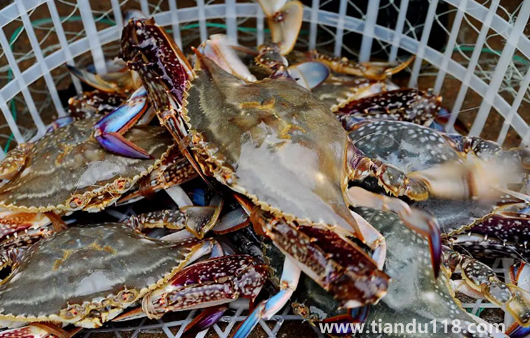 梭子蟹涼了還需要加熱嗎（梭子蟹適合怎么吃）