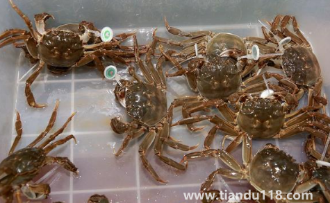 過水蟹到底是啥3