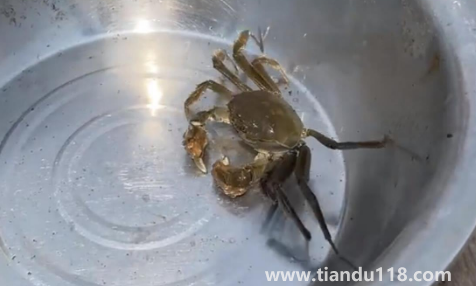 過水蟹到底是啥2