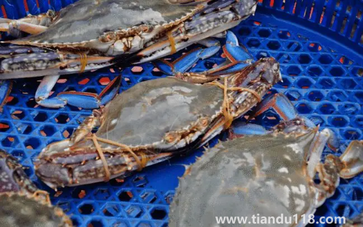 坐飛機(jī)可以帶梭子蟹嗎2