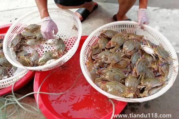 剛死的梭子蟹怎么保存才新鮮3