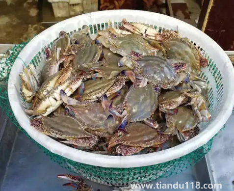 死梭子蟹吃了會(huì)有什么后果3