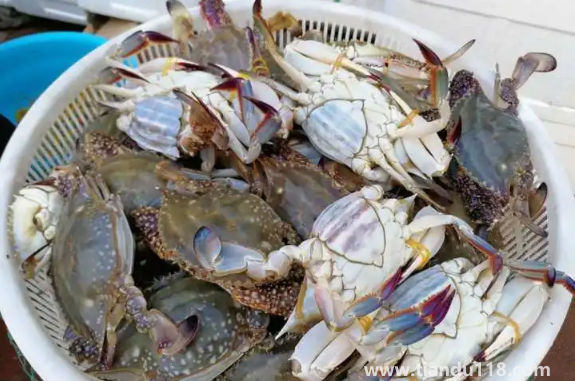 梭子蟹凍死了能不能吃了3