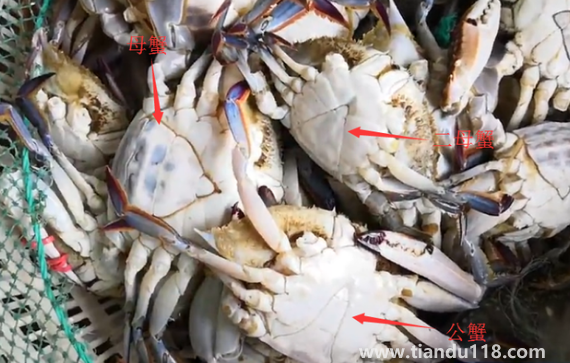 梭子蟹二母蟹和母蟹哪個(gè)好吃2