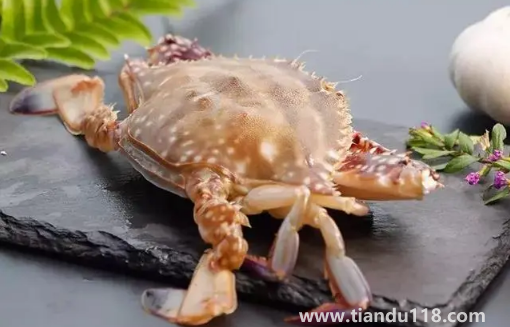 梭子蟹什么顏色是肥的3