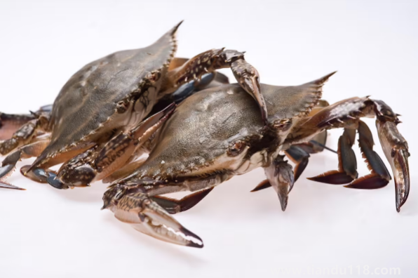 網(wǎng)購的梭子蟹上午到的到晚上吃可以嗎（梭子蟹怎么做好吃）