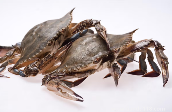 網(wǎng)購(gòu)梭子蟹品質(zhì)有保證嗎3