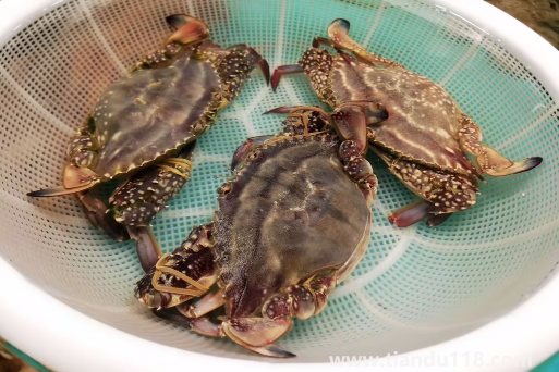 網(wǎng)上買梭子蟹為什么都是冷凍的（梭子蟹怎么保存較好）