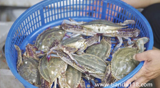 網(wǎng)上買梭子蟹是活的還是死的3