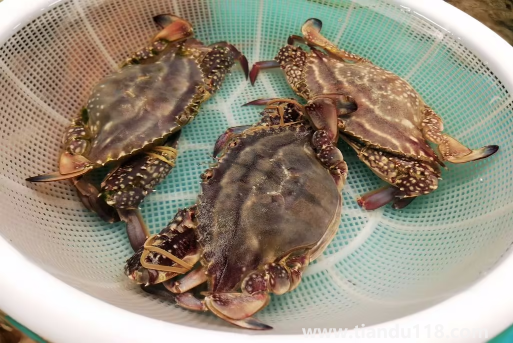 梭子蟹在網(wǎng)上買還是市場買2