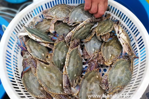 梭子蟹殺好后放到下午吃可不可以2