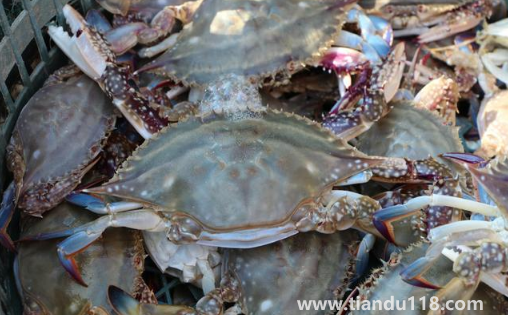 梭子蟹哪個(gè)部位最寒(螃蟹怎么吃沒(méi)那么寒)(圖3) 梭子蟹哪個(gè)部位最寒3