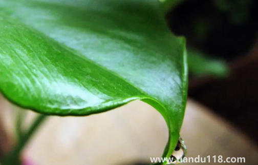 有小孩家庭適合放滴水觀音嗎2