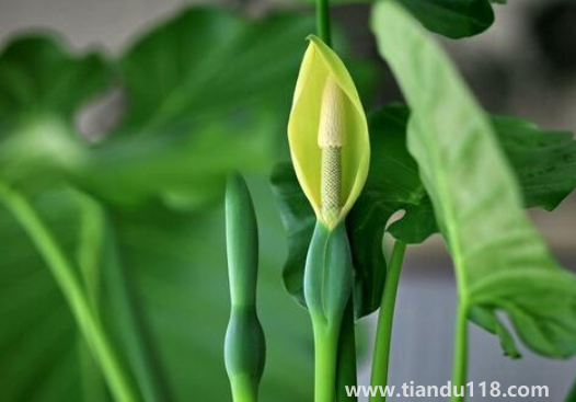 客廳養(yǎng)滴水觀音好不好3