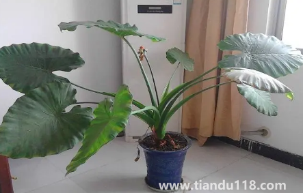 滴水觀音放家里能招財嗎（家里養(yǎng)滴水觀音的禁忌）