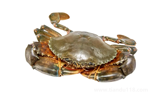 青蟹和梭子蟹哪個(gè)貴（青蟹和梭子蟹的區(qū)別）