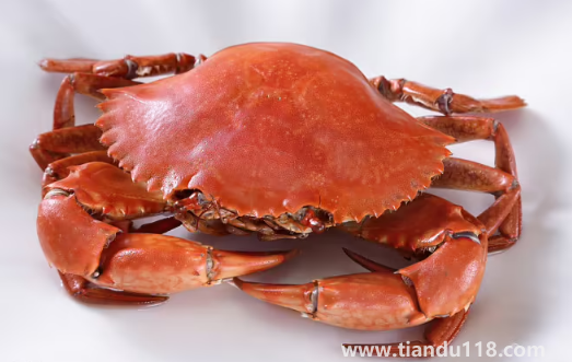 青蟹和梭子蟹哪個貴3