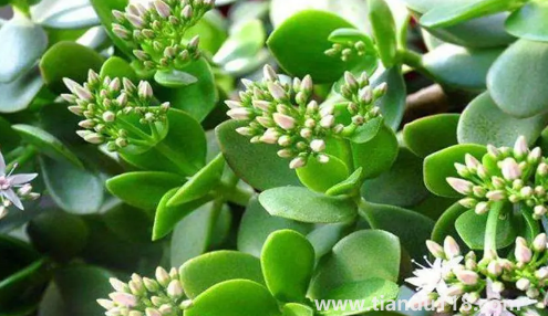 家里養(yǎng)玉樹對身體好嗎(家里什么地方養(yǎng)玉樹好)(圖1) 家里養(yǎng)玉樹對身體好嗎1