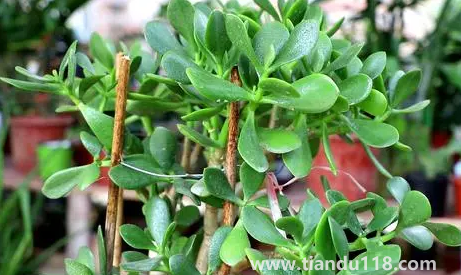 家里養(yǎng)玉樹對身體好嗎(家里什么地方養(yǎng)玉樹好)(圖3) 家里養(yǎng)玉樹對身體好嗎3