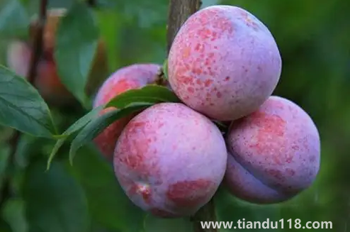 三華李幾月份成熟上市2