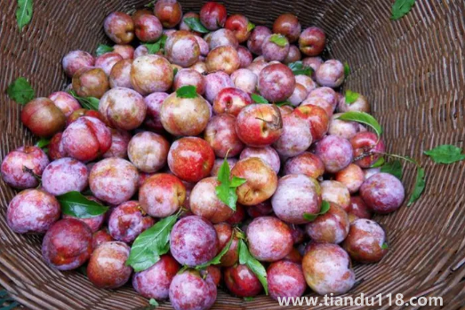 三華李幾月份成熟上市（三華李產地是哪里）