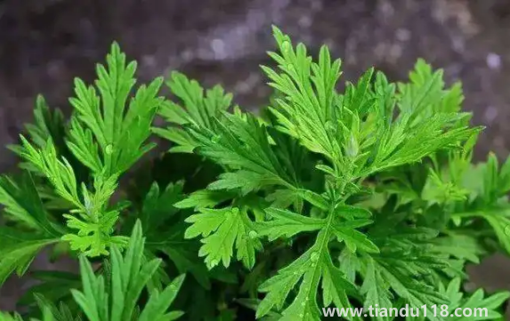 野艾蒿的功效與作用（野艾蒿的具體做法）