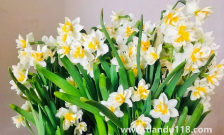 2022年11月能種水仙花嗎（水仙花可以連續(xù)種植嗎）