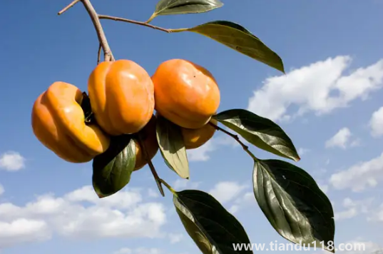 柿子和螃蟹間隔兩小時(shí)可以吃嗎2