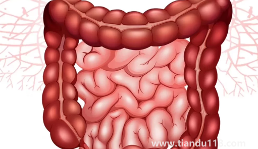 只需一片姜排出4斤宿便真的假的(肚子有宿便自己可以摸出來嗎)(圖2) 只需一片姜排出4斤宿便真的假的2