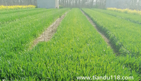 小麥?zhǔn)撬抵胺N還是之后(霜降種麥的相關(guān)說(shuō)法有哪些)(圖3) 小麥?zhǔn)撬抵胺N還是之后3