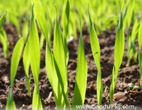 小麥是霜降之前種還是之后（霜降種麥的相關說法有哪些）