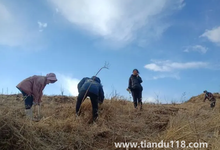 霜降以后還能種樹(shù)嗎1