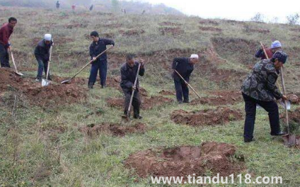 霜降以后還能種樹(shù)嗎2