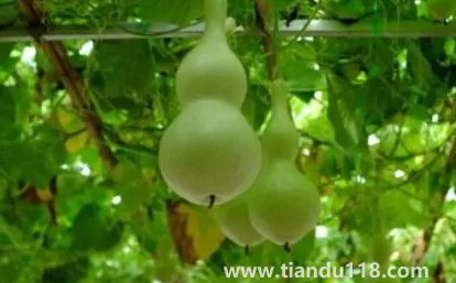 葫蘆是不是不能掛一對（家里最多掛幾個(gè)葫蘆）